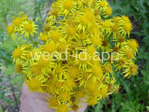 ragwort, tansy